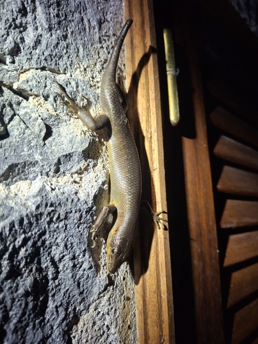São Tomé Skink