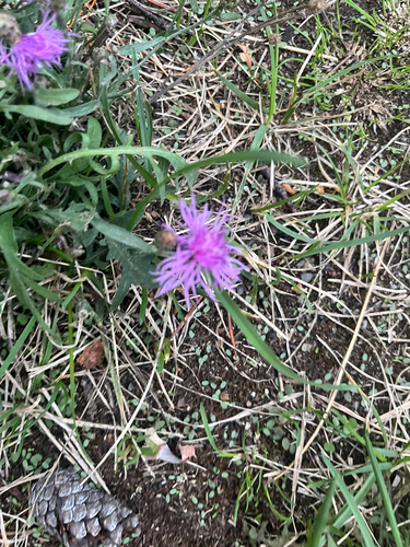 spotted knapweed