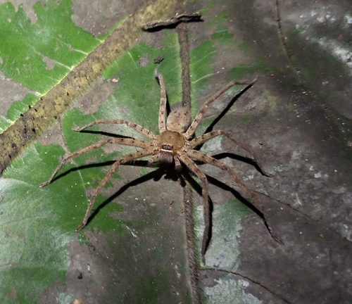 Pantropical Huntsman Spider