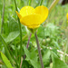 Bulbous Buttercup - Photo (c) Tig, all rights reserved