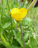 Bulbous Buttercup - Photo (c) Tig, all rights reserved, uploaded by Tig