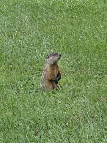 Groundhog