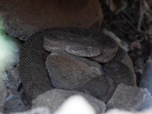 Moorish Viper