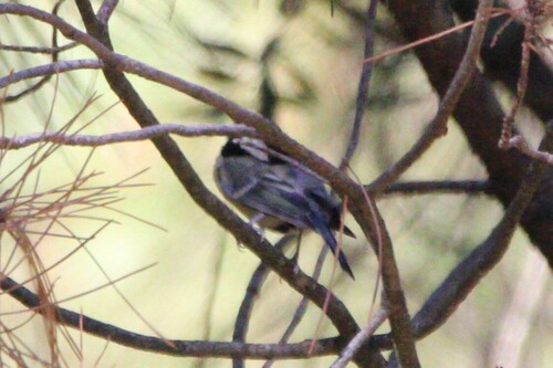 Great Tit