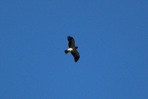 Booted Eagle