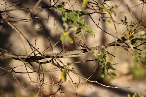 European Pied Flycatcher