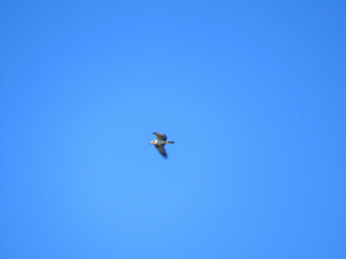 Osprey