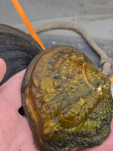Monkeyface Mussel