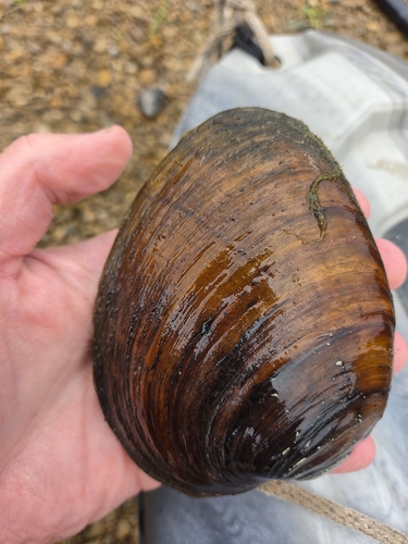 Butterfly Mussel