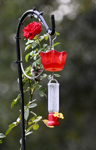 Ruby-throated Hummingbird