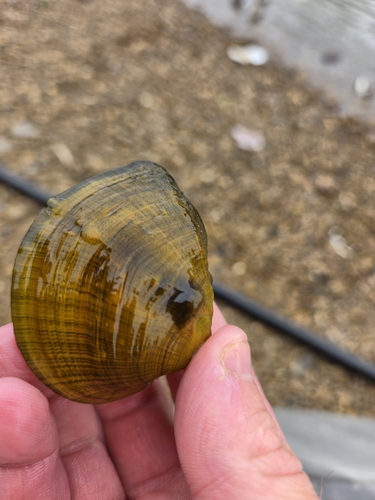 Three-horn Wartyback