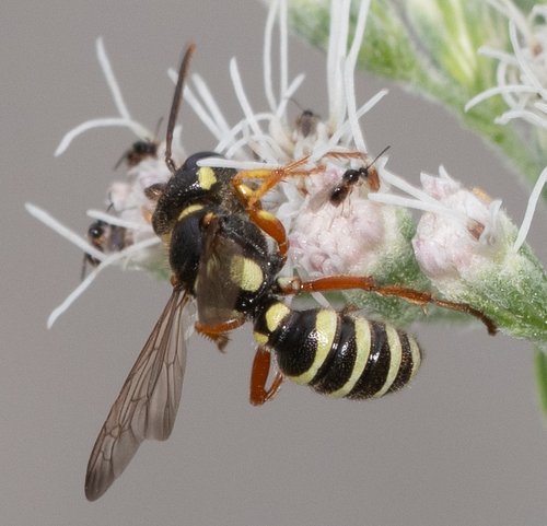 Cerceris deserta