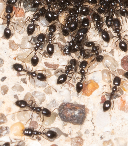 Little Black Ants
