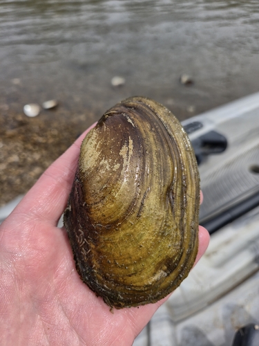 Fragile Papershell