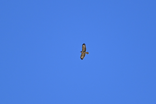 Common Buzzard