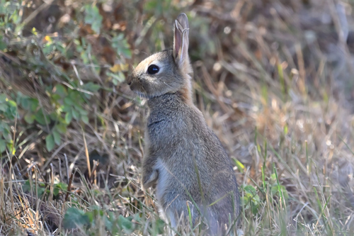 European Rabbit