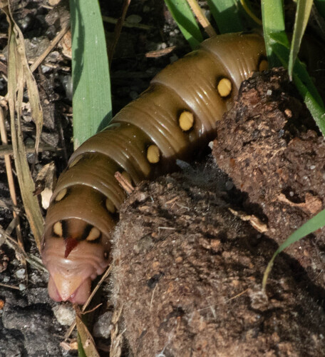 Bedstraw Hawkmoth