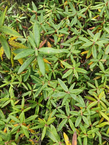 Bog Labrador Tea