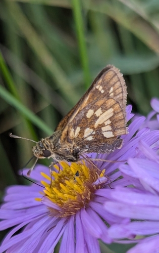 Peck's Skipper