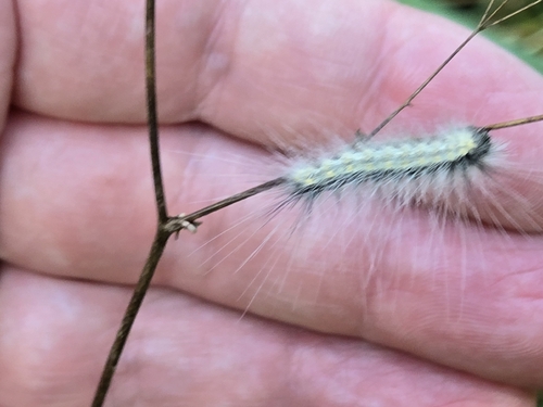 Fall Webworm Moth