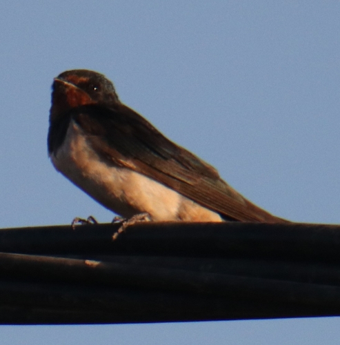 Barn Swallow