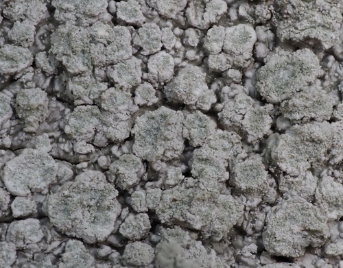 Pore lichen