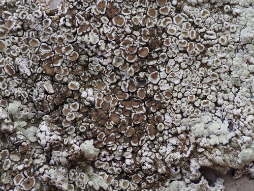 Stonewall Rim Lichen