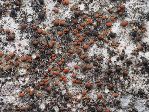 Chewing Gum Lichen