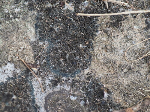 Blackthread Lichen