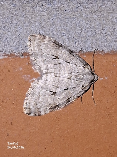 Autumnal Moth