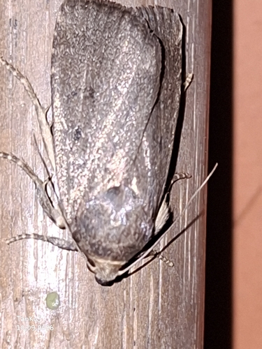 Mouse Moth