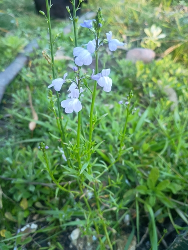 Texas toadflax