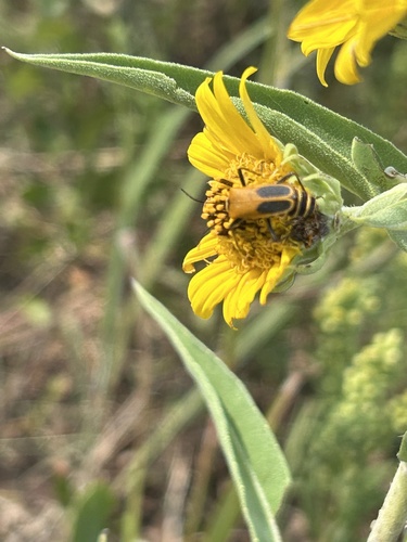 Goldenrod Soldier Beetle