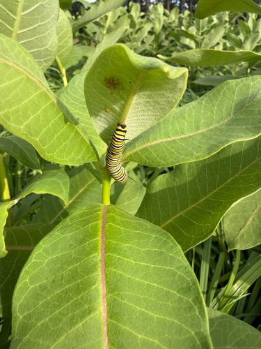 Monarch