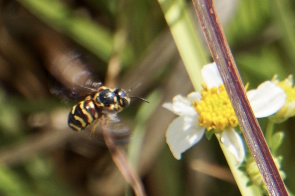 Curved Pebble Bee from NE 65th Ave, Trenton, FL, US on May 16, 2020 at ...