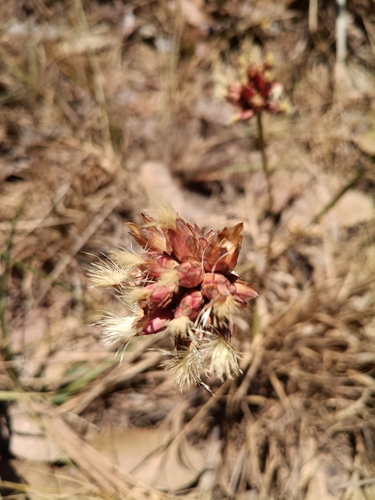 Chresta speciosa