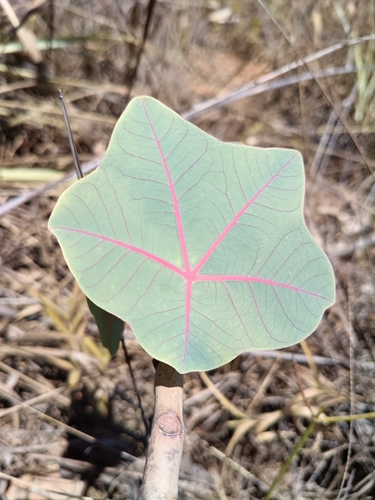 Manihot peltata