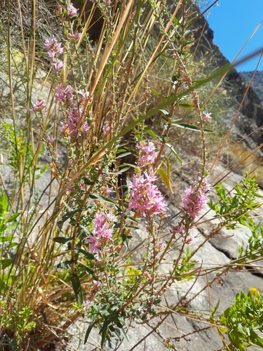 purple loosestrife