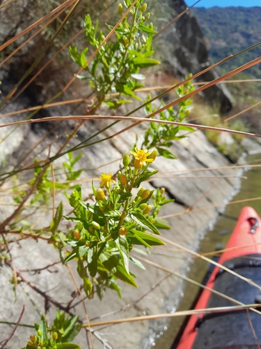 Dittrichia viscosa viscosa