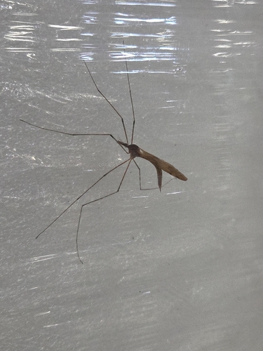 Platytipula