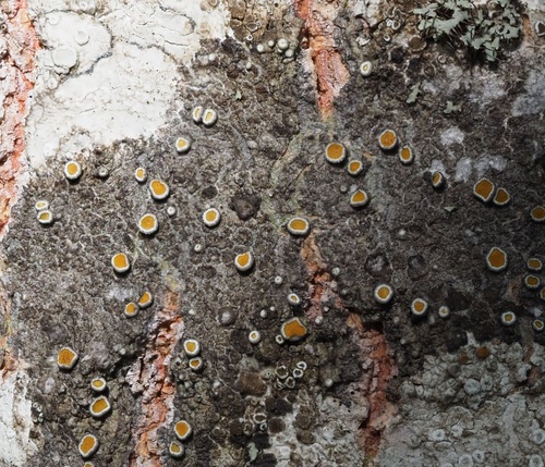 gray-rimmed firedot lichen