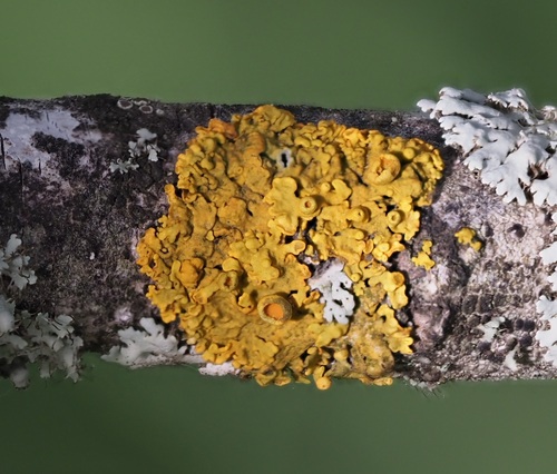 Common Sunburst Lichen