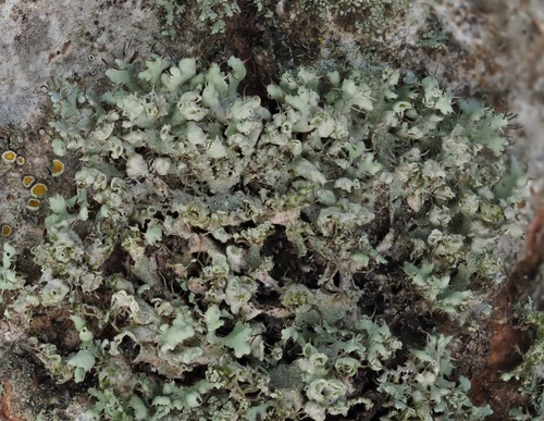 Hooded Rosette Lichen