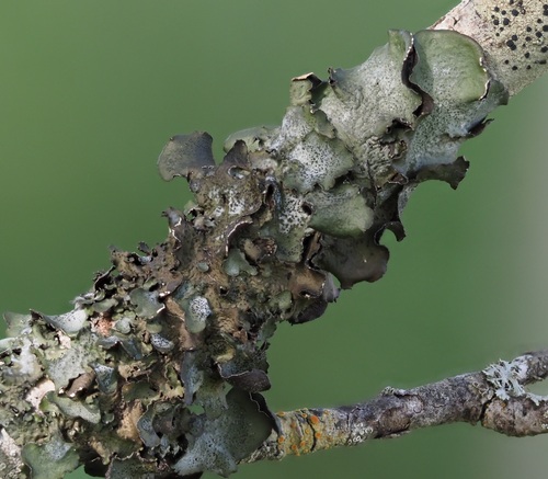 Pleurosticta acetabulum