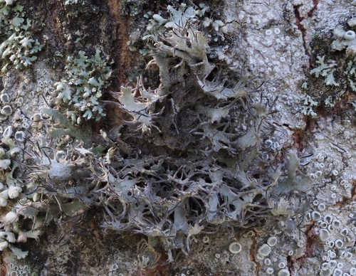 Great Ciliated Lichen