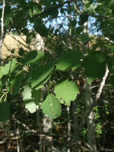 European aspen