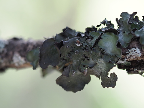 Pleurosticta acetabulum