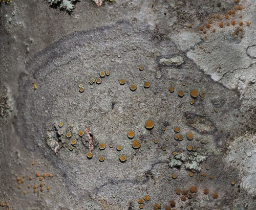 gray-rimmed firedot lichen