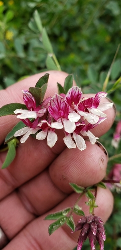 Hosackia stipularis var. ottleyi