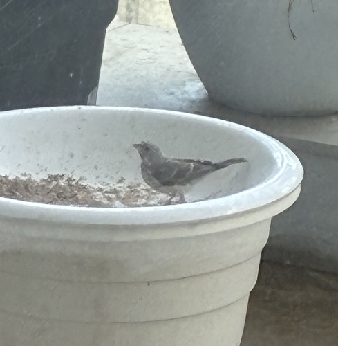 White-rumped Seedeater